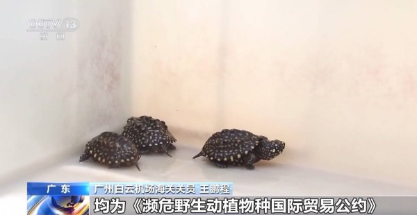 聚富配资 行李内藏乌龟、鳄鱼 海关查获多只濒危活体动物